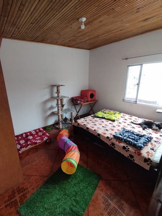 hotel-para-gatos-bogota